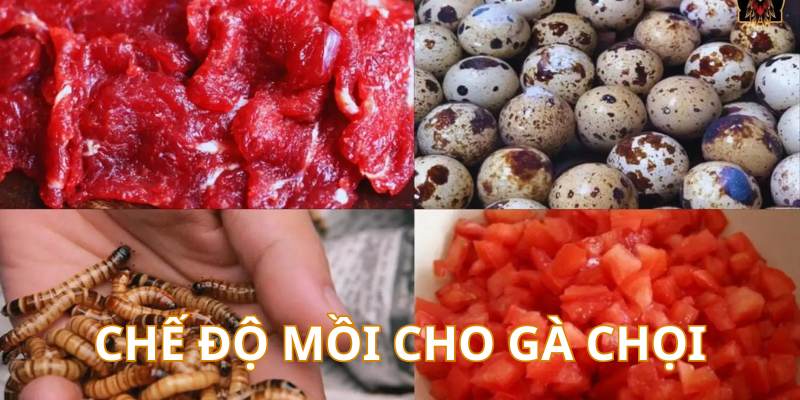 Cách Nuôi Gà Chọi Chuẩn Từ Cao Thủ - Cẩm Nang Mới Nhất 3 Chế độ mồi bổ sung cho chiến kê thi đấu